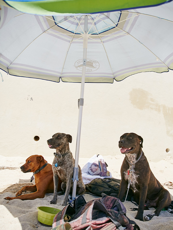 Beating the Heat- Protecting Your Canine Companion in Summer