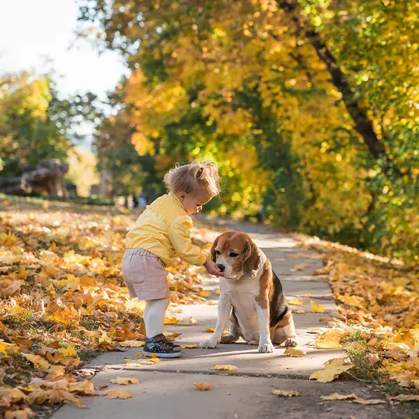 Keeping Your Furry Friends Safe and Happy This Thanksgiving