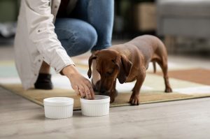 Pet Health Supplements