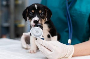 The Importance of Puppy Vaccinations& Tips for a Healthy Start with Your Pet