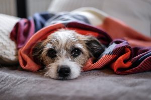 Understanding Kennel Cough in Dogs: Signs, Prevention, and Treatment