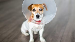 Spaying and Neutering Pets